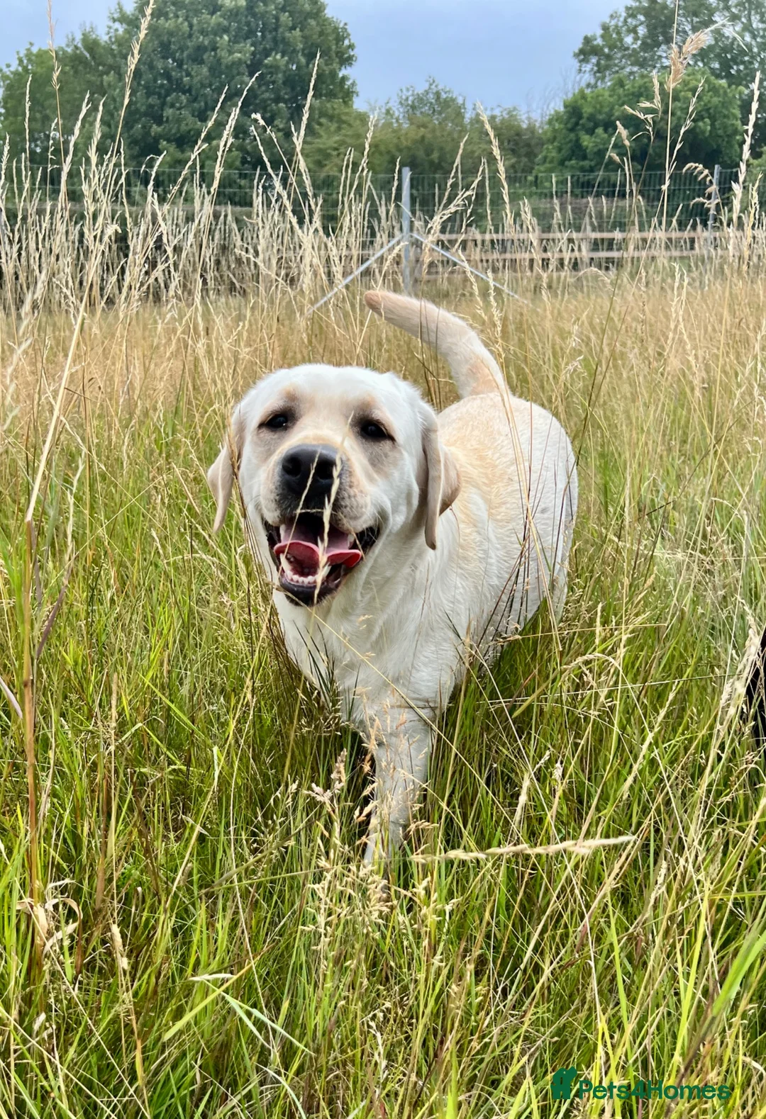 Labrador Retriever dogs for sale: Labrador Retriever Female 2years old - Advert 2