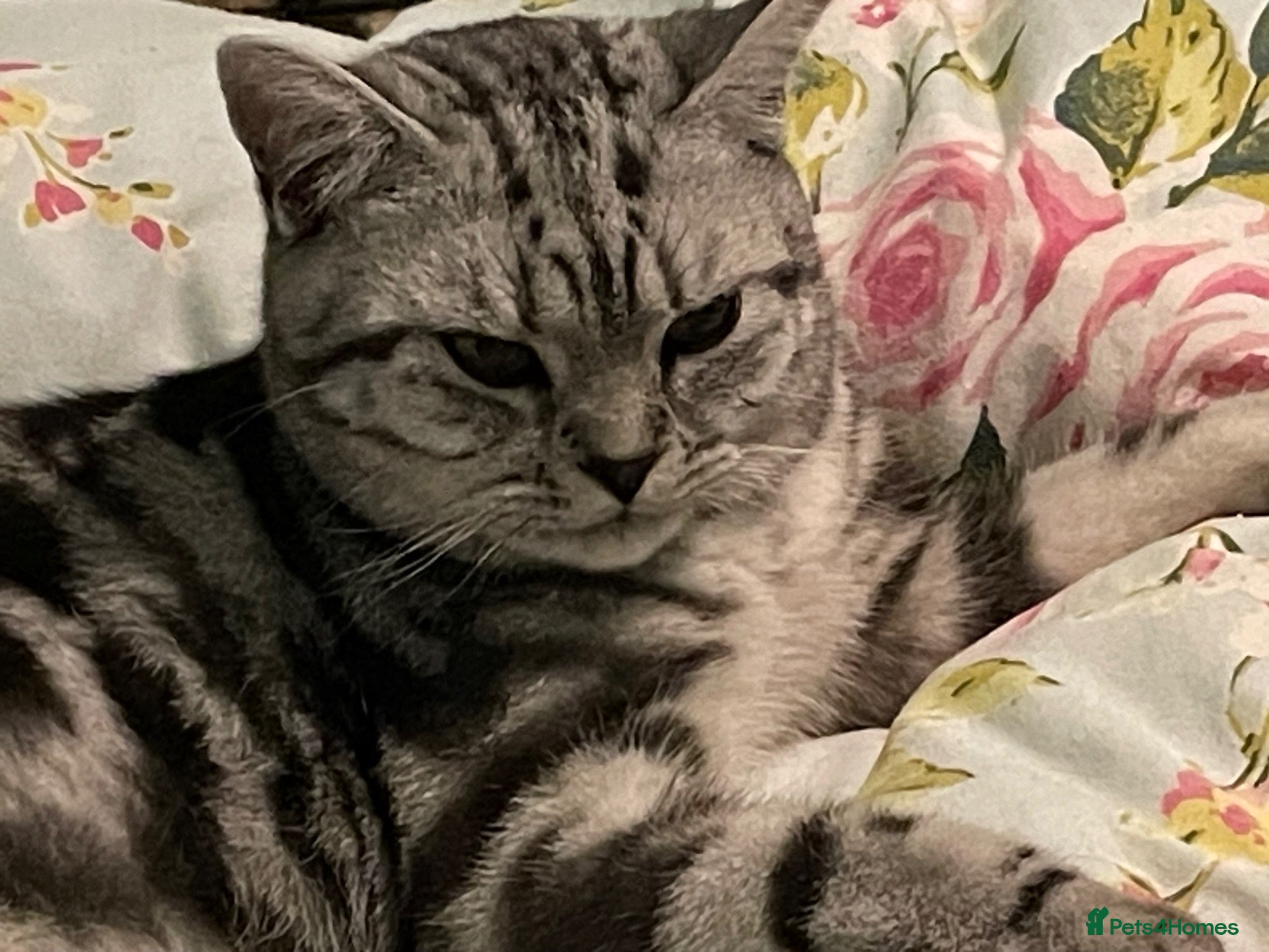 British Shorthair cats for sale: BSH boy and girl, spayed - Advert 1