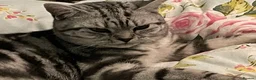 British Shorthair cats for sale: BSH boy and girl, spayed - Advert 6
