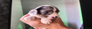 Cockapoo 3