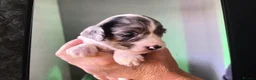 Cockapoo dogs for sale: F2 cockapoo pups in Grimsby - Advert 7