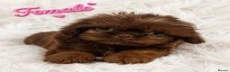 Shih Tzu dogs for sale: Ready next week KC Reg & Health Tested - Advert 1