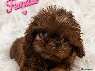 Shih Tzu dogs for sale: Ready next week KC Reg & Health Tested - Advert 2