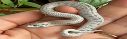 Snake reptiles for sale: Various Western Hognose Hatchlings - Advert 8