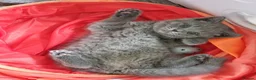 British Shorthair cats for sale: REDUCED PRICE available BSH kittens!!! - Advert 5