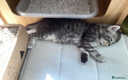 Ragdoll cats for sale: Adorable Ragdoll x Chinchilla Tabby - Image 8