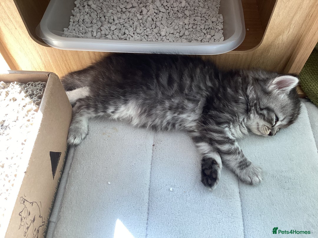 Ragdoll cats for sale: Adorable Ragdoll x Chinchilla Tabby - Image 8