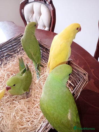 Ringnecks birds for sale - Advert 3