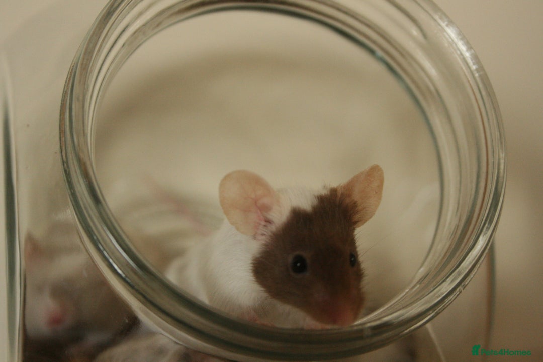 Mouse rodents for sale: 🐭 Female Mice Available for Adoption 🐭 - Advert 4