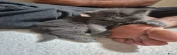 Maine Coon cats for sale: Half maincoon kittens for sale in Newport - Advert 18