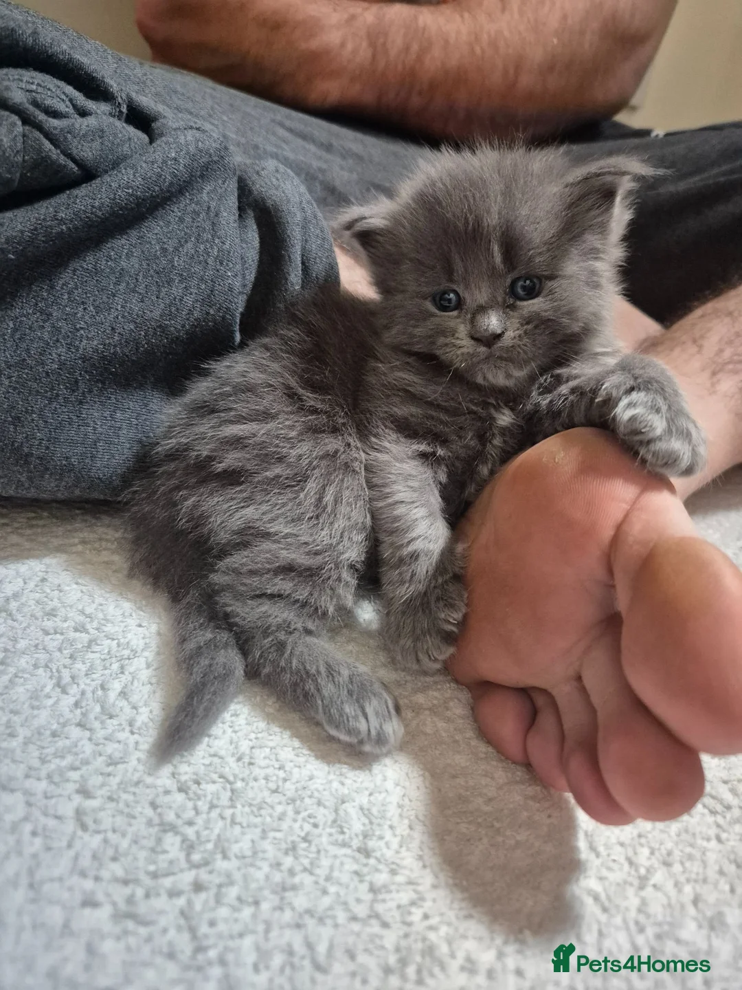 Maine Coon cats for sale: Half maincoon kittens for sale in Newport - Advert 18