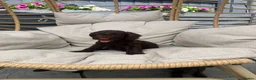 Cockapoo dogs for sale: Beautiful chocolate F1 cockapoo puppies  - Advert 12