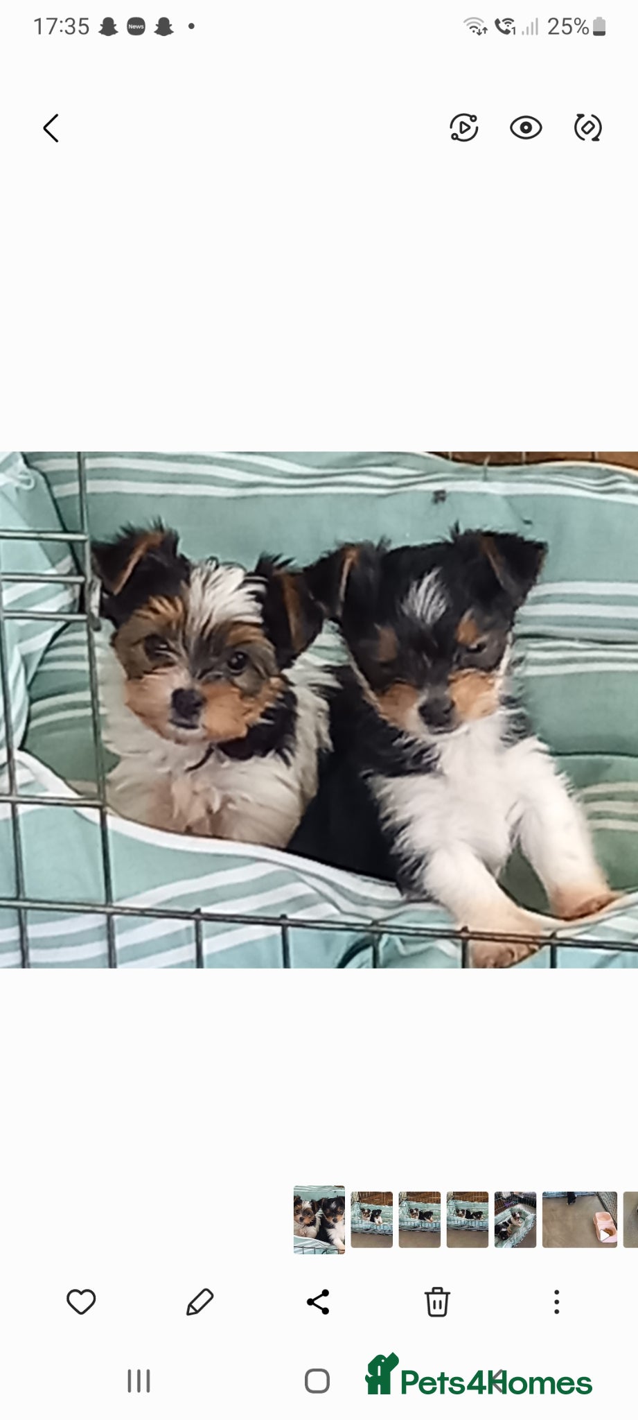 Biewer Terrier dogs Biewer Pups PEDIGREE  - Advert 1
