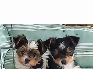 Biewer Terrier dogs Biewer Pups PEDIGREE - Advert 1
