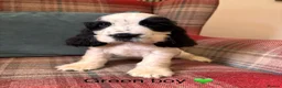 Cocker Spaniel dogs for sale: KC reg, health tested, show type cocker spaniels - Advert 8