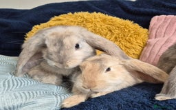 French Lop rabbits for sale: Frenchlops  - Image 6