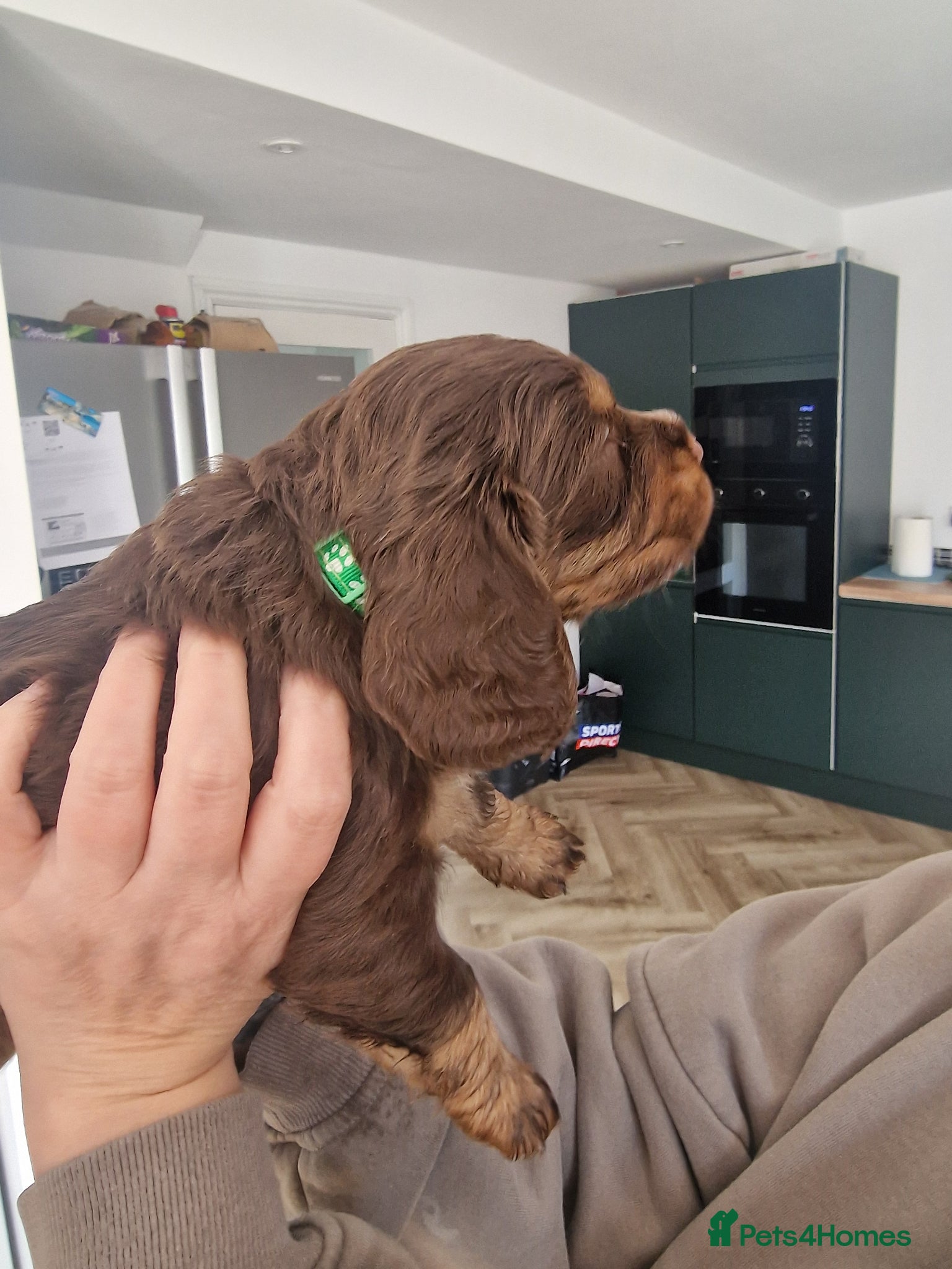 Cocker Spaniel dogs Stunning working cocker spaniels  - Advert 1