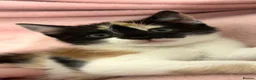 Mixed Breed cats for sale: Kittens in Telford - Advert 5