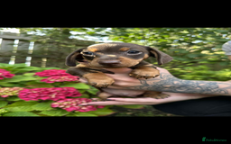 Mixed Breed dogs for sale: Miniature dachshund/ miniature pinscher in Widnes - Image 1