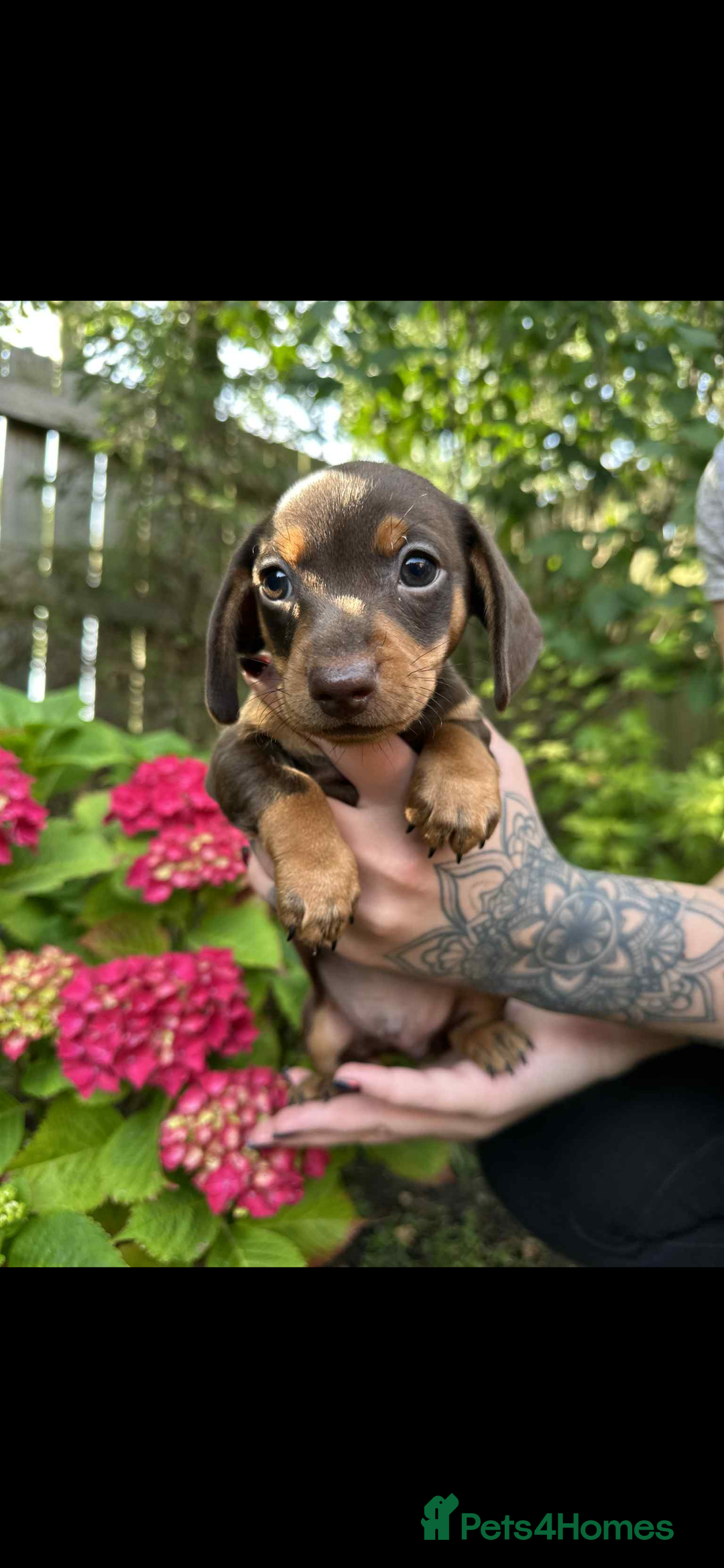 Mixed Breed dogs for sale: Miniature dachshund/ miniature pinscher in Widnes - Image 1