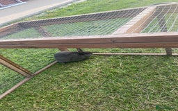 Netherland Dwarf rabbits for sale: Gorgeous baby Netherland Dwarf kits in Manchester - Image 4