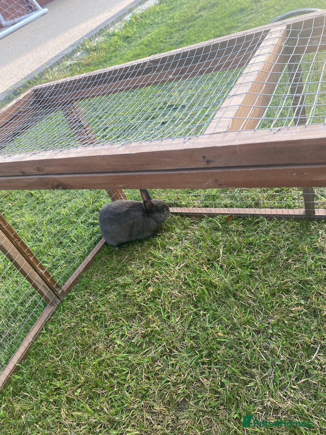 Netherland Dwarf rabbits for sale: Gorgeous baby Netherland Dwarf kits in Manchester - Image 4
