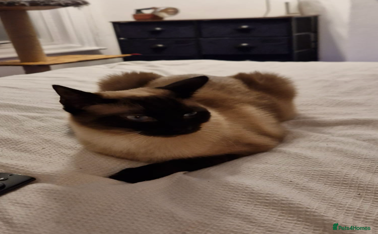 Burmese cats - Advert 1