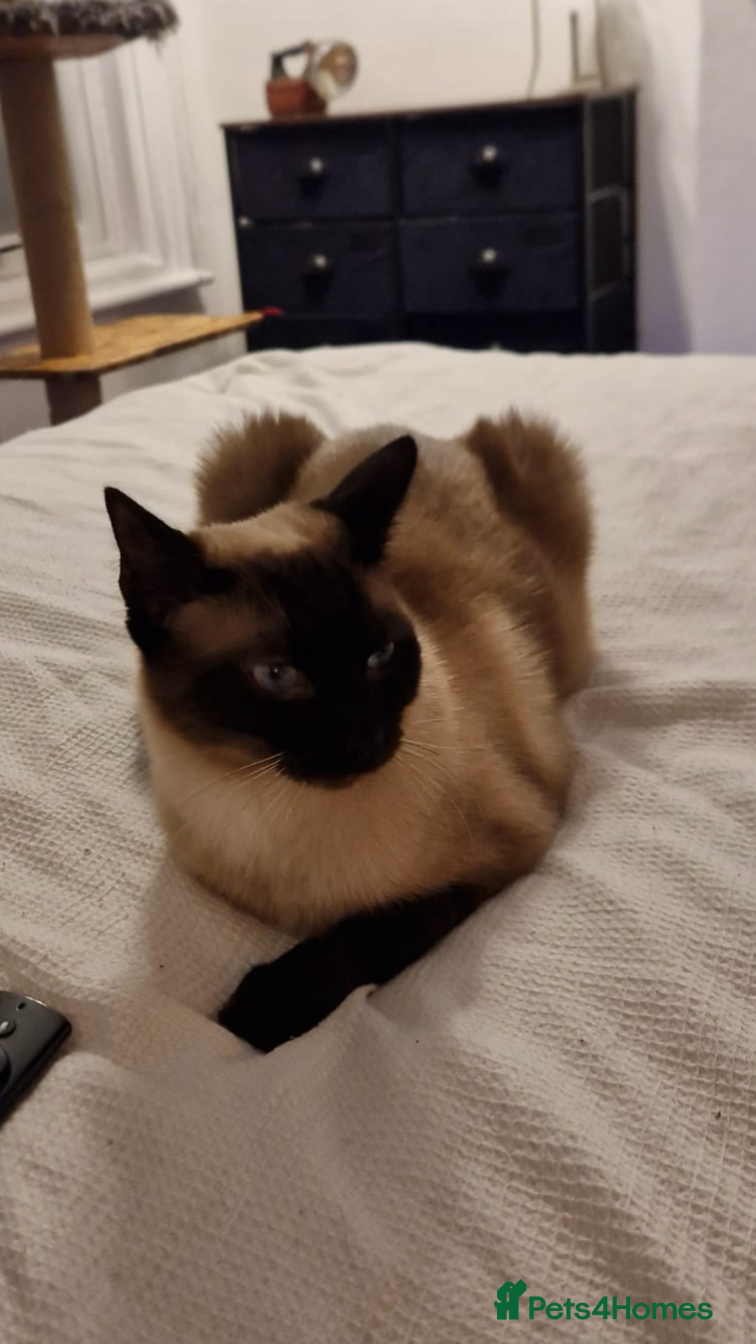 Burmese cats for sale: Bermese boy  - Image 1