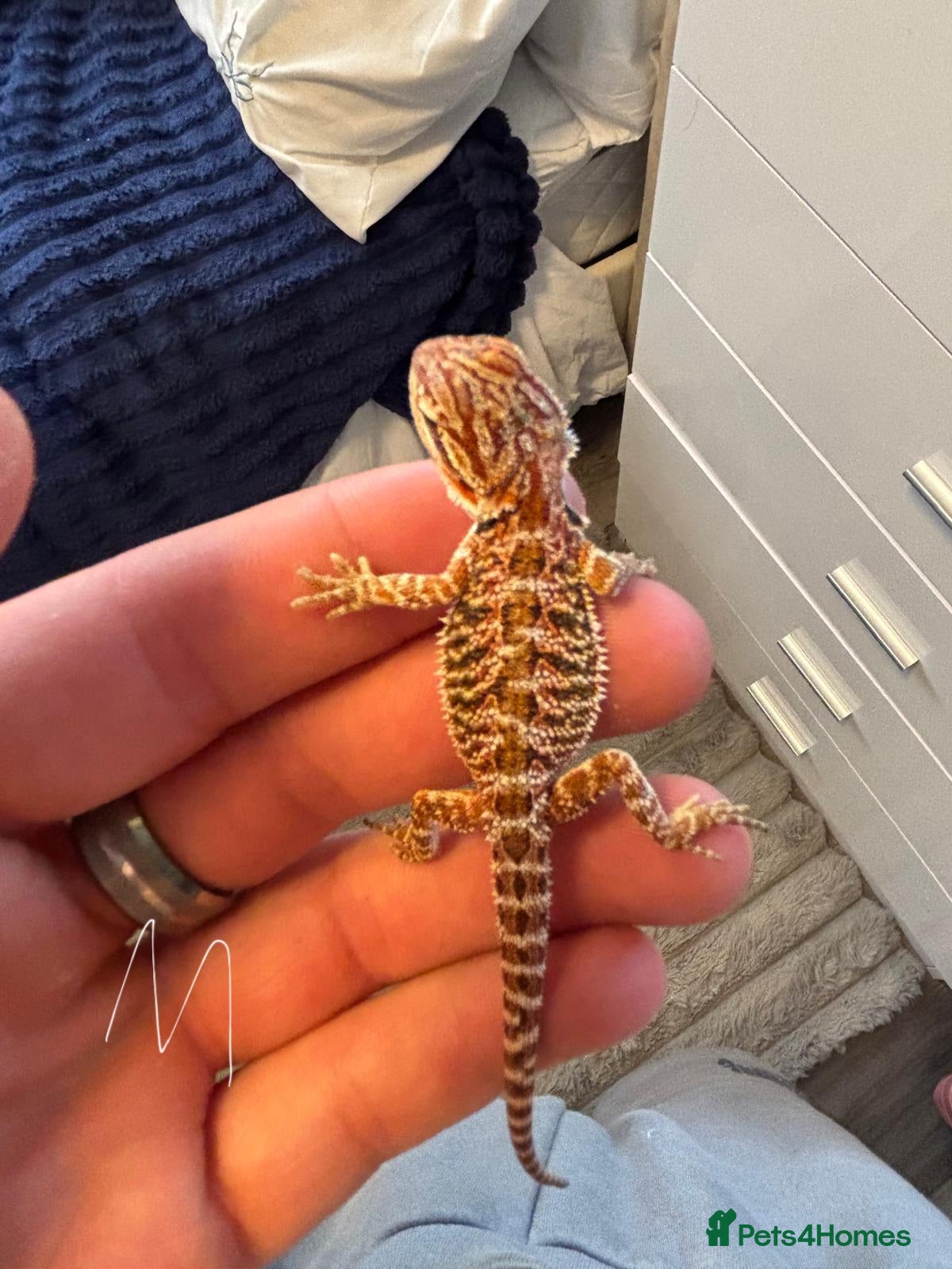 Bearded Dragon reptiles Baby beardes dragons for sale  - Advert 6