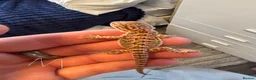 Bearded Dragon reptiles for sale: Baby beardes dragons for sale  - Advert 1