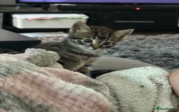 Domestic Shorthair cats for sale: 3 beautiful tabby females  - Image 2
