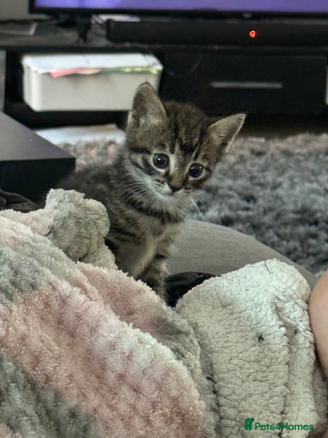 Domestic Shorthair cats for sale: 3 beautiful tabby females  - Image 2