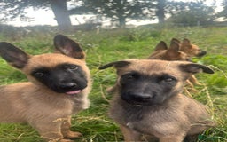 Mixed Breed dogs for sale: German shepherd x Belgian shepherd puppies - Image 29