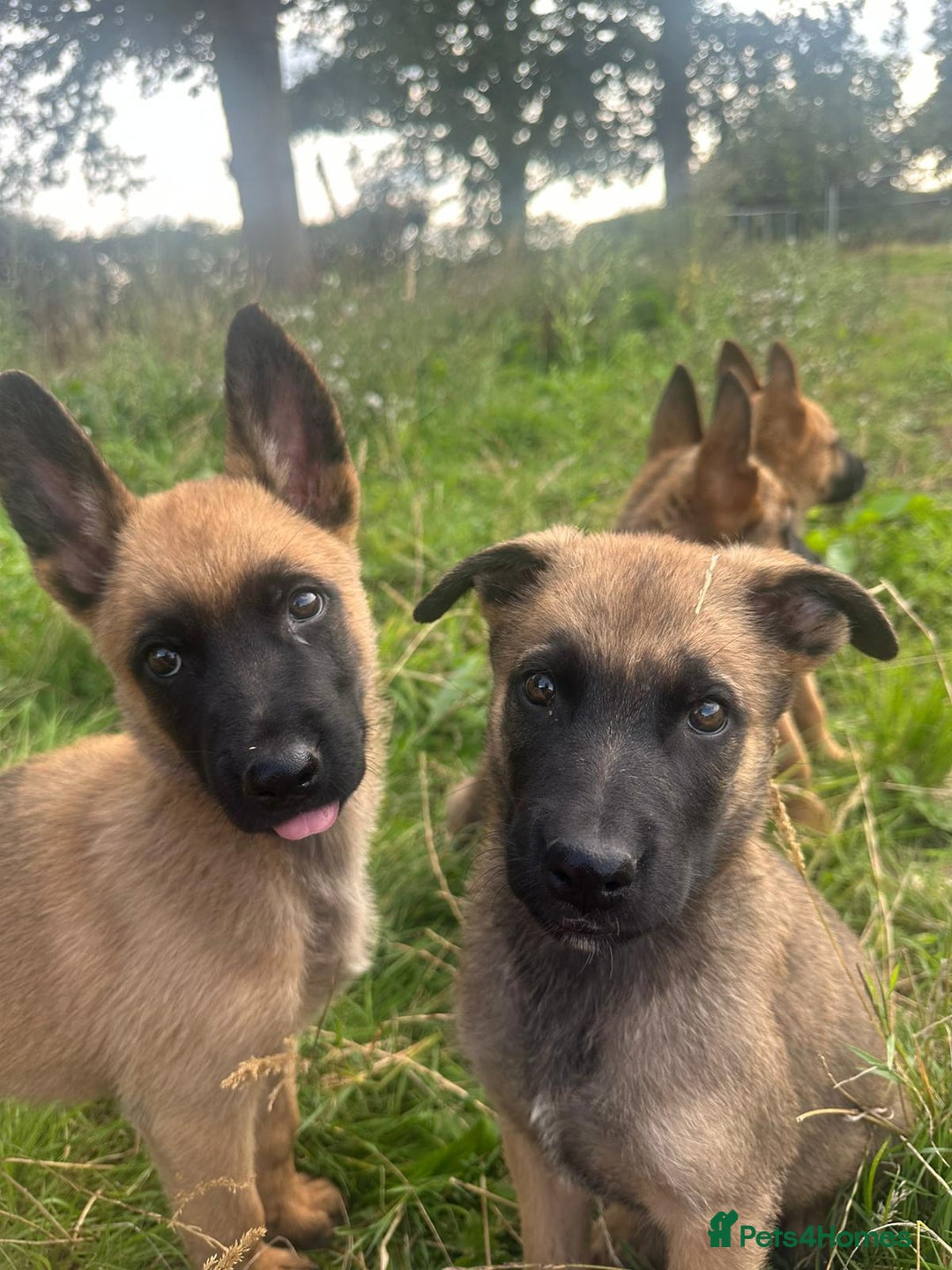 Mixed Breed dogs for sale: German shepherd x Belgian shepherd puppies - Image 29