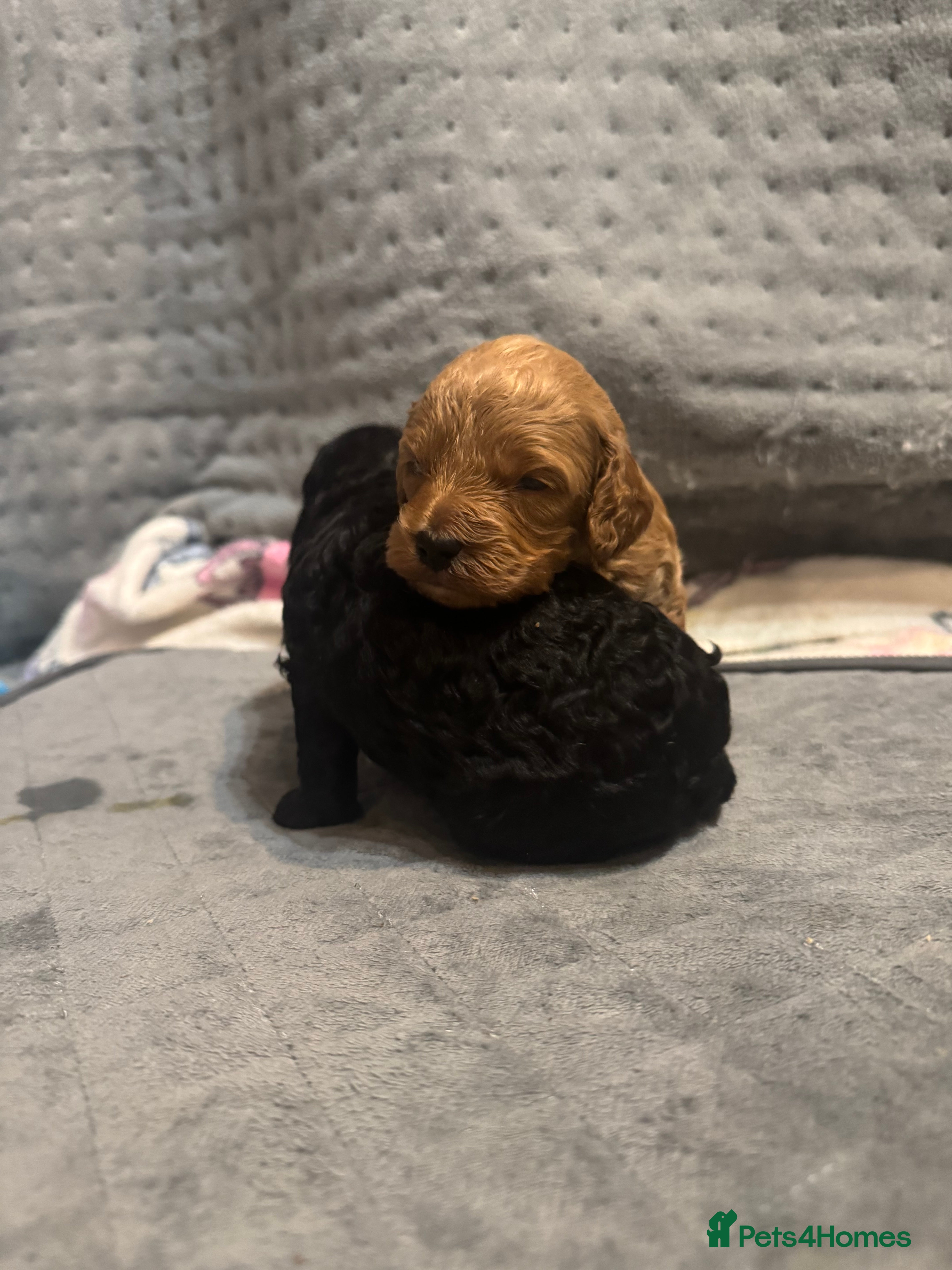 Cockapoo dogs 2 Beautiful F1bb toy cockapoos left - Advert 4