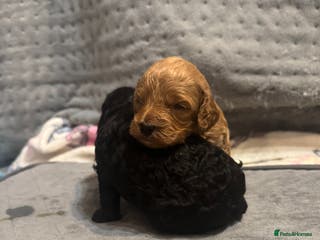 Cockapoo dogs 2 Beautiful F1bb toy cockapoos left - Advert 4