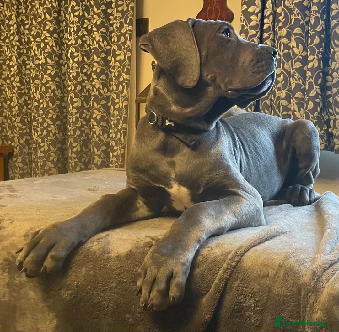 Mixed Breed dogs for sale: STUNNING MASTIFF/GREAT DANE PUPPIES - Advert 10