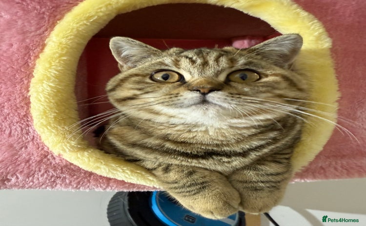 British Shorthair cats - Advert 1