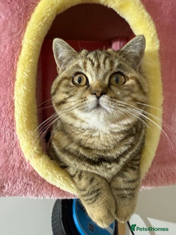 British Shorthair cats - Advert 2