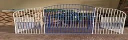 Budgerigars birds for sale: 2 budges plus cage  in Bristol - Advert 4