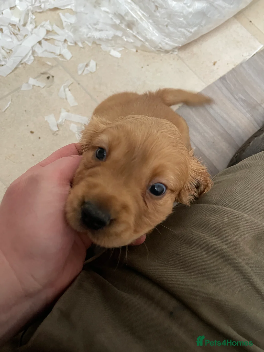 Cocker Spaniel dogs for sale: Beautiful working cocker spaniel puppies - Advert 5