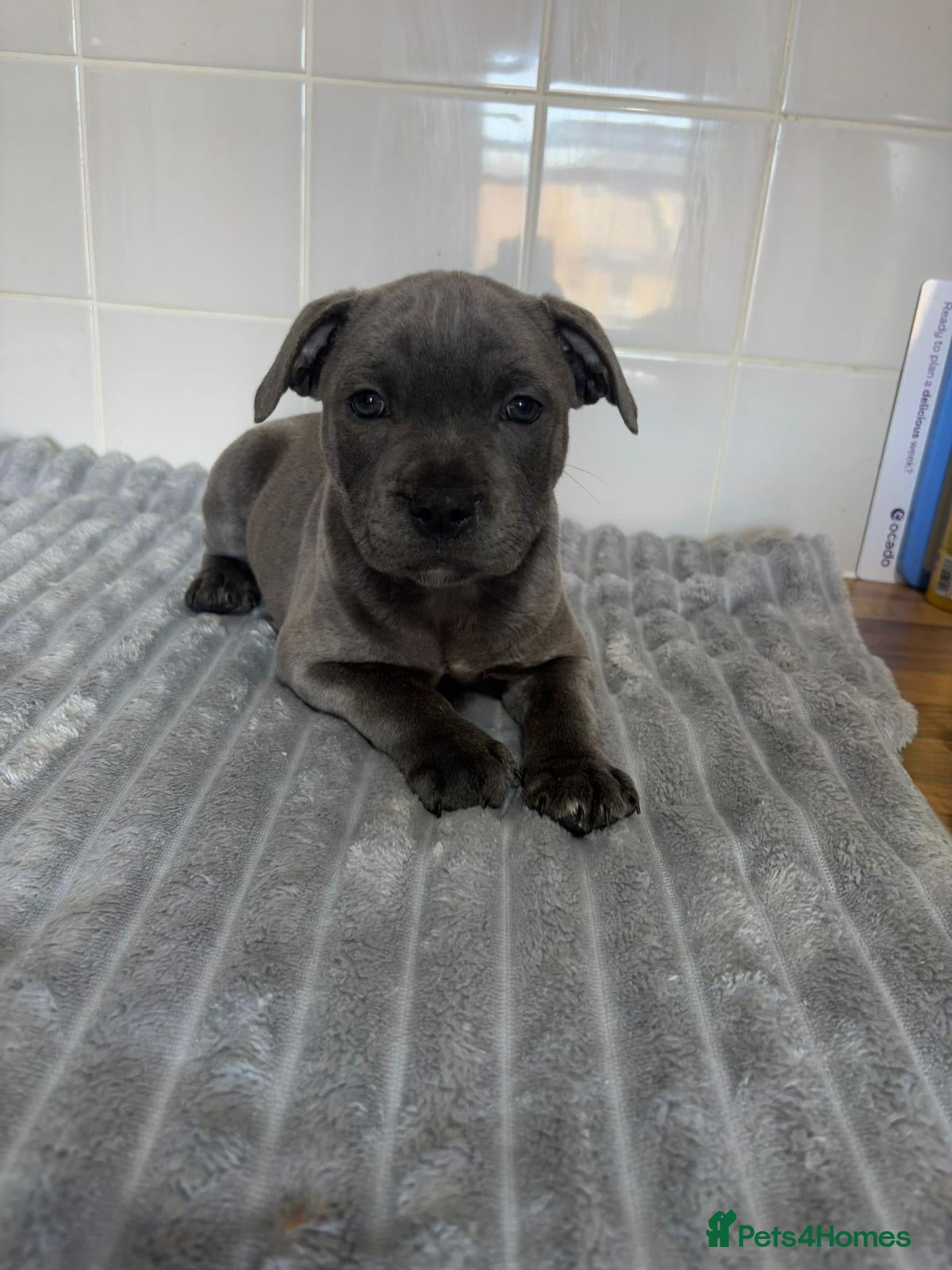 Staffordshire Bull Terrier dogs BLUE STAFFORDSHIRE BULL TERRIER PUPS - Advert 2