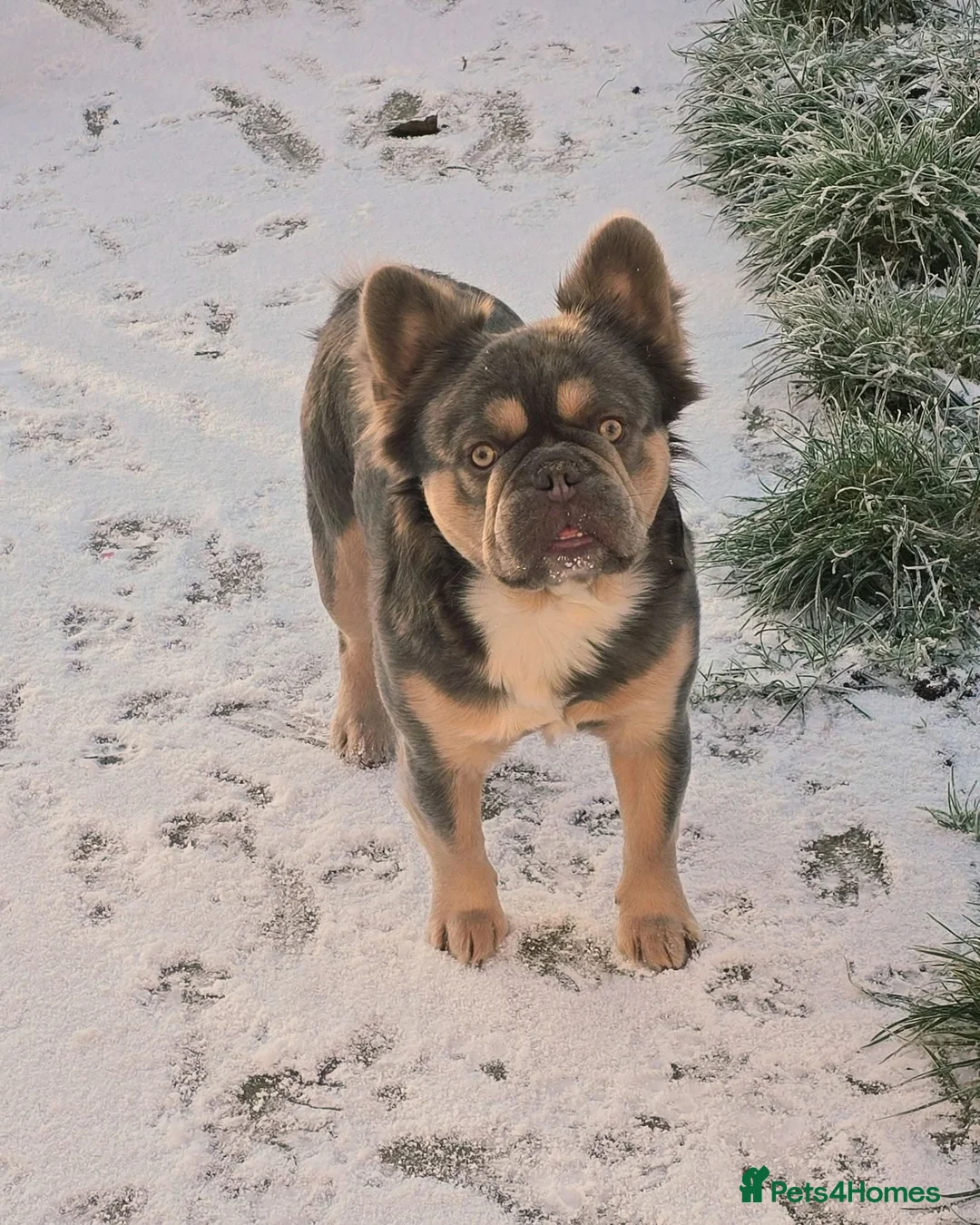 French Bulldog dogs for stud: FULL FLUFFY FRENCH BULLDOG STUD🦁 in Chester - Advert 2