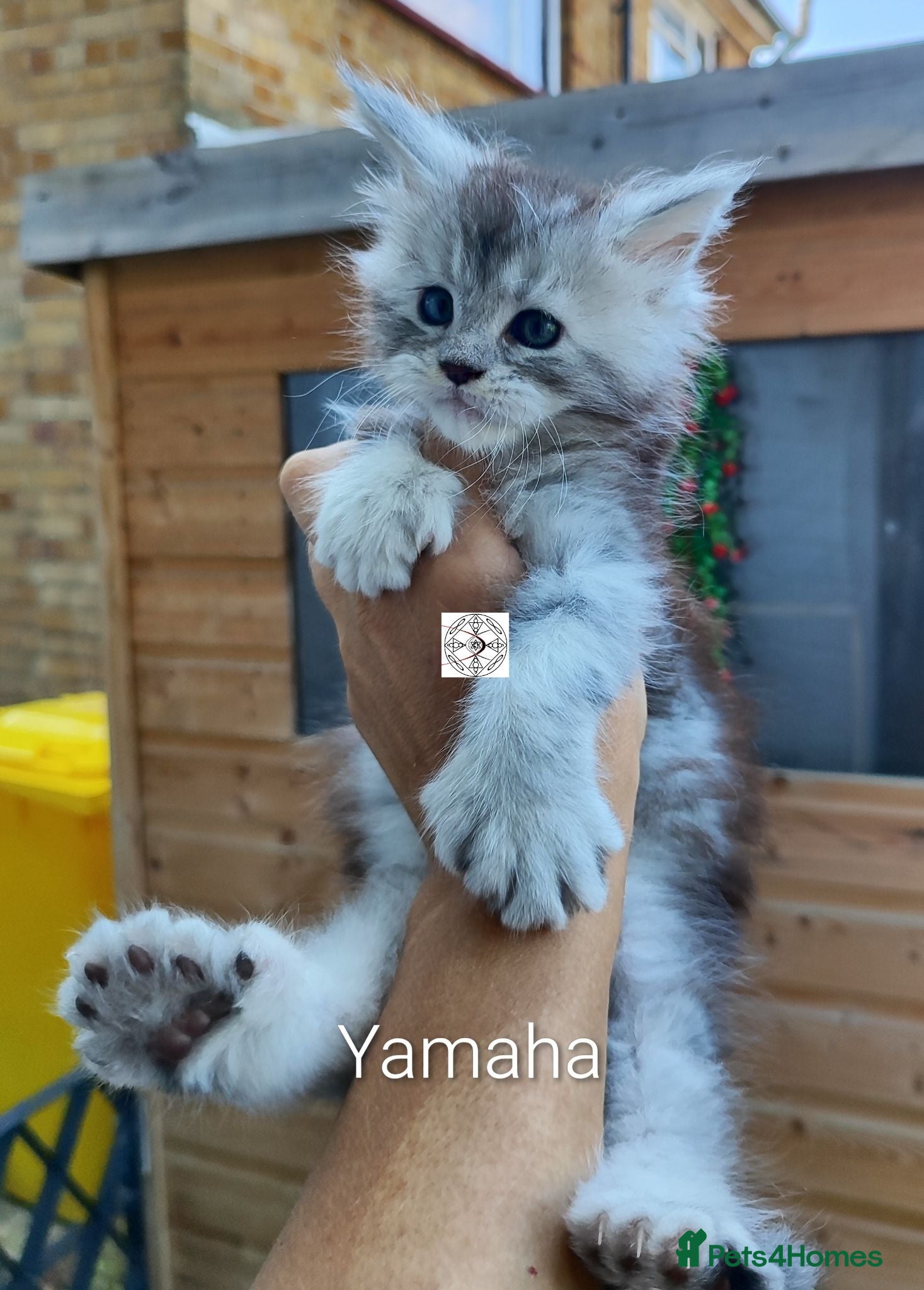 Maine Coon cats Gorgous maine coon kittens ❤️ - Advert 2