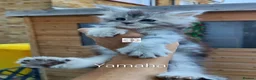 Maine Coon cats for sale: Gorgous maine coon kittens ❤️ - Advert 5