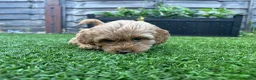 Cockapoo dogs for sale: Apricot Cockapoo Bitch in Stourport-on-Severn - Advert 4