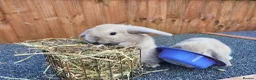 Mini Lop rabbits for sale: Mini lops - Advert 2