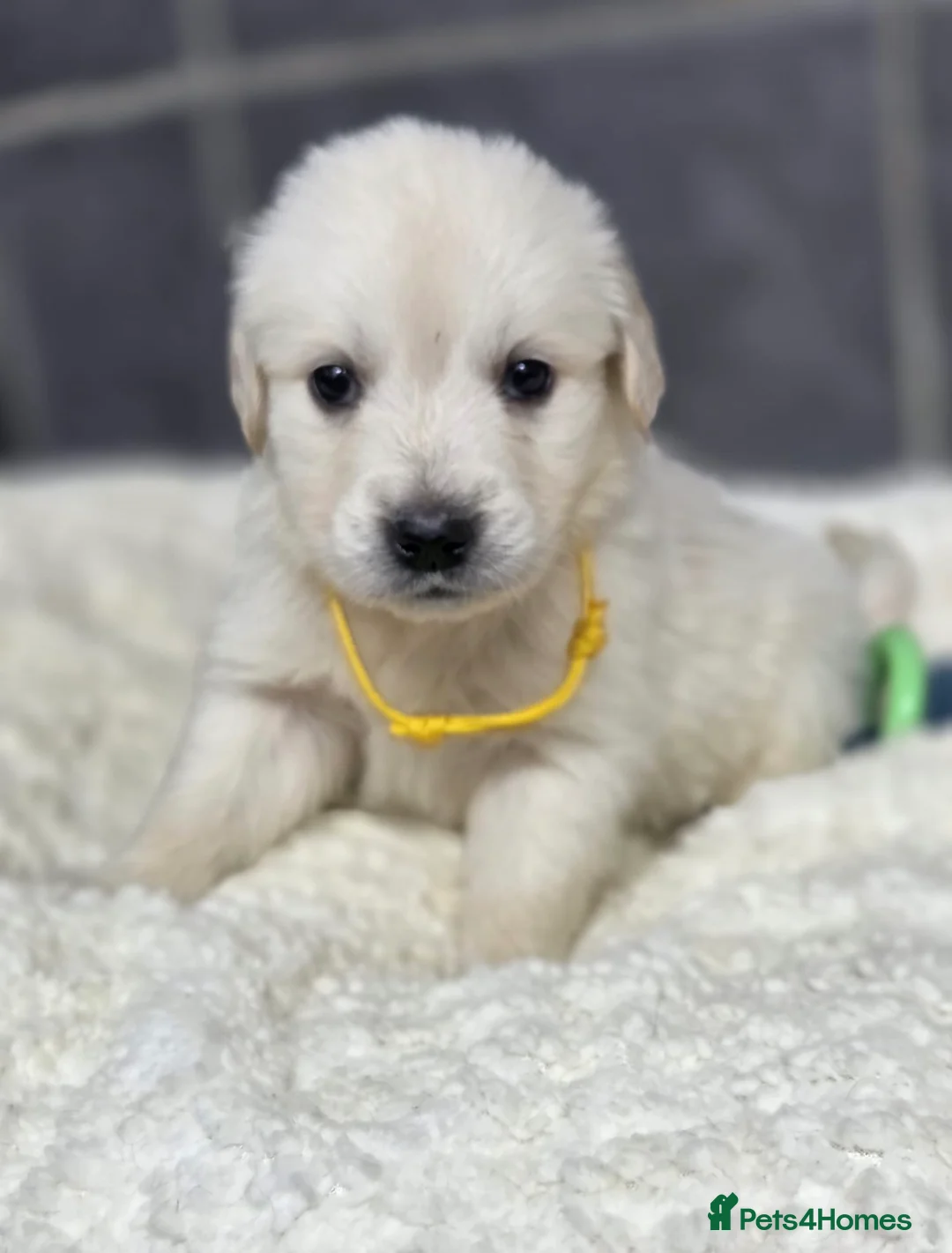 Golden Retriever dogs for sale: Beautiful kc golden retriever pups - Advert 38
