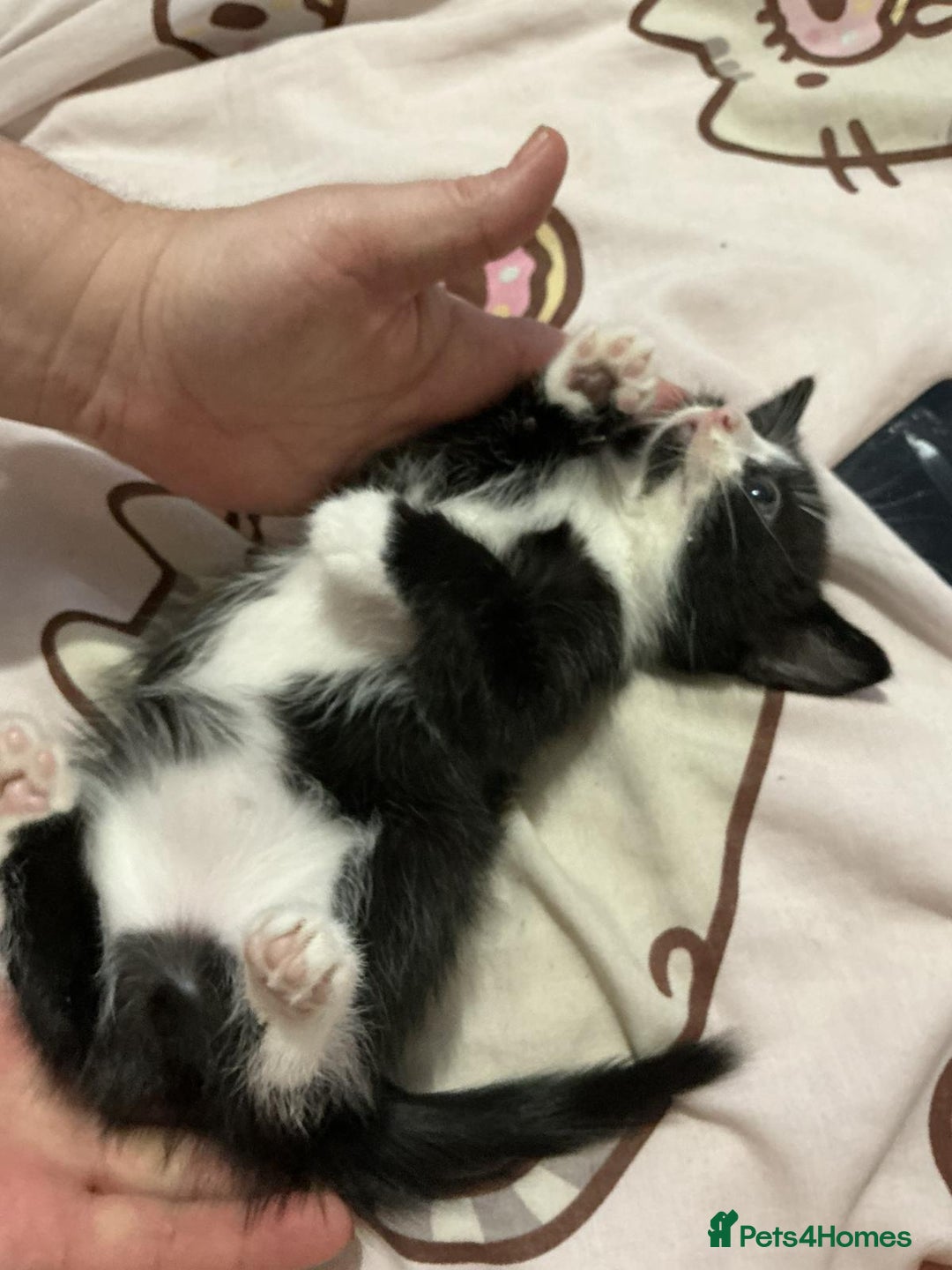 Mixed Breed cats for sale: Kittens  - Advert 12