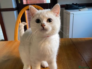 British Shorthair cats - Advert 2